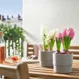 IKEA HYACINTHUS (ИКЕА ХЙАСИНТХУС) - Горшечное растение, разные цвета, 12 см — фото 2