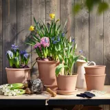 IKEA HYACINTHUS (ИКЕА ХЙАСИНТХУС) - Горшечное растение, разные цвета, 12 см — фото 3