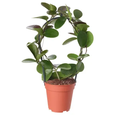 IKEA HOYA  (ИКЕА ХОЙА)  -  Горшечное растение, восковое растение, 12 см