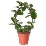 IKEA HOYA (ИКЕА ХОЙА) - Горшечное растение, восковое растение, 12 см — фото 1
