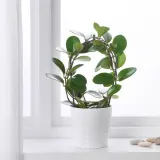 IKEA HOYA (ИКЕА ХОЙА) - Горшечное растение, восковое растение, 12 см — фото 2