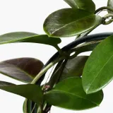 IKEA HOYA (ИКЕА ХОЙА) - Горшечное растение, восковое растение, 12 см — фото 3