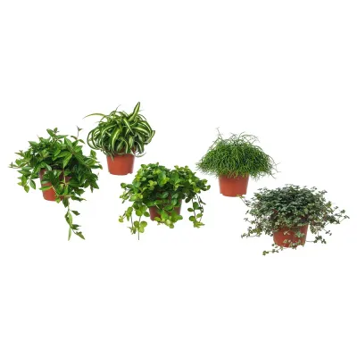 IKEA HIMALAYAMIX  (ИКЕА ХИМАЛАЙАМИКС)  -  Горшечное растение, различные растения с листьями, 12 см
