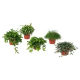IKEA HIMALAYAMIX (ИКЕА ХИМАЛАЙАМИКС) - Горшечное растение, различные растения с листьями, 12 см — фото 1