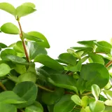 IKEA HIMALAYAMIX (ИКЕА ХИМАЛАЙАМИКС) - Горшечное растение, различные растения с листьями, 12 см — фото 4
