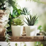 IKEA FEJKA (ИКЕА ФЕЙКА) — Искусственное растение в горшке, комнатное/открытое Суккулент, 6 см 3 шт. — фото 2
