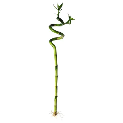 DRACAENA Растение, Счастливый бамбук/Спираль, 45 см