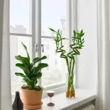 DRACAENA Растение, Счастливый бамбук/Спираль, 45 см — фото 3