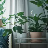 IKEA MUSKOTBLOMMA (ИКЕА МУСКОТБЛОММА) — Цветочный горшок с блюдцем, терракота для помещений/открытого грунта, 15 см — фото 5