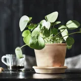 IKEA MUSKOTBLOMMA (ИКЕА МУСКОТБЛОММА) — Цветочный горшок с блюдцем, терракота для помещений/открытого грунта, 12 см — фото 4