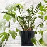 IKEA KLOTLÖNN (ИКЕА КЛОТЛОНН) — Цветочный горшок с блюдцем, закрытый/открытый/черный, 19 см — фото 3