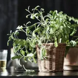 IKEA KAKTUSFIKON (ИКЕА КАКТУСФИКОН) — Подставка для посуды, ротанг, 12 см — фото 2
