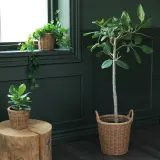 IKEA KAKTUSFIKON (ИКЕА КАКТУСФИКОН) — Подставка для посуды, ротанг, 12 см — фото 3