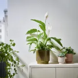 IKEA HONUNGSPALM (ИКЕА ХОНУНГСПАЛМ) — Крышка для цветочного горшка, закрытая/открытая/зеленая, 19 см — фото 2