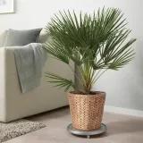 IKEA FRIDFULL (ИКЕА ФРИДФУЛЛ) — Кашпо, Водяной гиацинт, 24 см — фото 4
