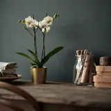 IKEA DAIDAI (ИКЕА ДАИДАИ) — Подставка для посуды, цвет латуни, 9 см — фото 2