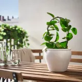 IKEA AMBRARÖNN (ИКЕА АМБРАРОНН) — Крышка для цветочного горшка, закрытая/открытая/белая, 15 см — фото 5