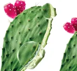 Klorane Prickly Pear - Маска для волос, увлажняющая, 250 мл — фото 6