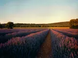 L’Occitane Lavender - Расслабляющий гель для душа, 250 мл — фото 3