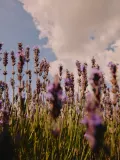 L’Occitane Lavender - Расслабляющий гель для душа, 250 мл — фото 5