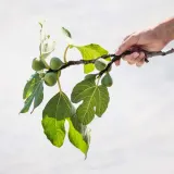 Korres Pure Greek Olive & Fig - Увлажняющее молочко для тела, 200 мл — фото 2