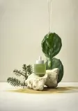 WHAMISA Cactus Bouncy Serum - Сыворотка интенсивного увлажнения для упругости кожи, 52 мл — фото 4