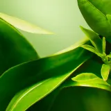 Origins A Perfect World Antioxidant Cleanser With White Tea - Гель для очищения кожи, 150 мл — фото 5