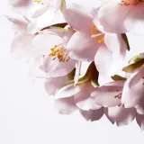 Shiseido White Lucent Illuminating Micro-Spot Serum - Сыворотка для лица, корректирующая и осветляющая пигментные пятна, 30 мл — фото 4