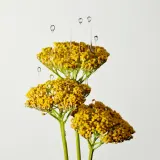 Origins Plantscription Multi-Powered Youth Serum - Омолаживающее сыворотка для лица, 50 мл — фото 5