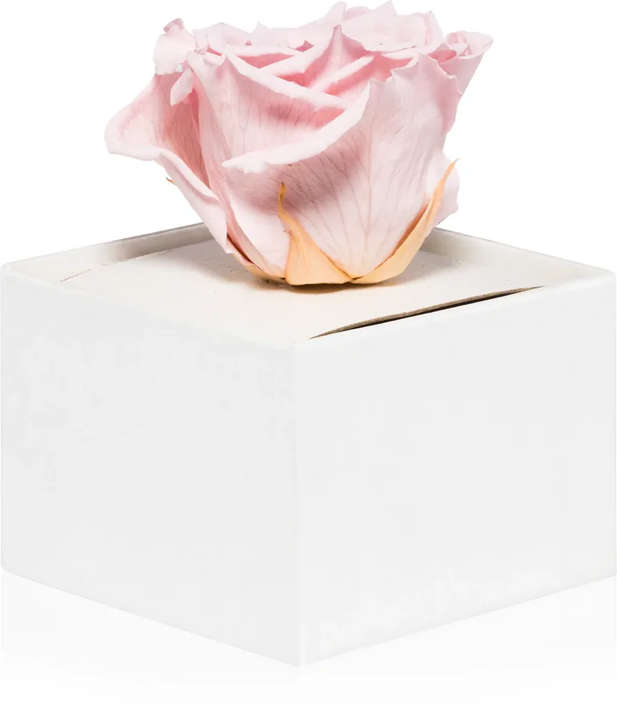 RoseAmor Pink - Стабилизированная роза в коробке, 1 шт