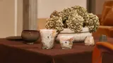 Baobab Collection Leaves Naïs - Ароматическая свеча — фото 4