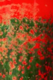Свеча ароматическая Baobab Collection Arty Flowers Poppies с хлопковым фитилём — фото 4