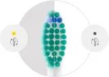 Сменные насадки для зубной щётки Philips Sonicare ProResults HX6014/87 белые, 4 шт — фото 7