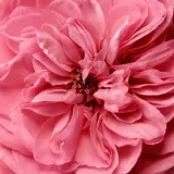 Крем для тела Chantecaille Rose de Mai Body Cream with Retinol с ретинолом, питательный, 150 мл — фото 5