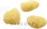 Набор натуральных морских губок Hydrea London Honeycomb 6.35 см 1 шт и Fina Silk 2 шт — фото 2