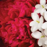 Дымка Escada Yum Me, Blossom! для тела и волос, 100 мл — фото 2