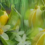 Ароматический диффузор Dr. Vranjes Firenze Green Flowers — фото 8