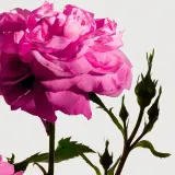 Ароматическая свеча Matiere Premiere Rose de Mai Grasse, 220 г — фото 3