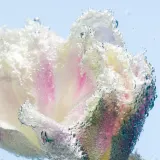 Крем для рук Byredo Tulipmania, 50 мл — фото 5