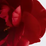 Chanel Бальзам для губ и щёк 6.5 г, оттенок 2 HEALTHY PINK — фото 3