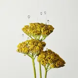 Origins Firm Believer набор для лица Plantscription: сыворотка, увлажняющий крем и крем для век, 50 мл + 15 мл + 5 мл — фото 3