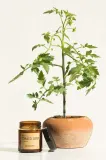 Ароматическая свеча Really Nice Things zestaw wiec Tomato Leaf & Oregano 2 x, воск, оранжевый — фото 2