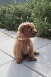 Ошейник для собаки OYOY Perry Dog Collar Extra L — фото 2