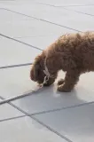 Ошейник для собаки OYOY Perry Dog Collar Extra L — фото 4