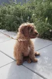 Ошейник для собаки OYOY Perry Dog Collar L — фото 2