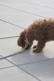 Ошейник для собаки OYOY Perry Dog Collar L — фото 4