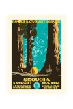 Постер Plakat dekoracja cienna Sequoia 30 40 см — фото 1